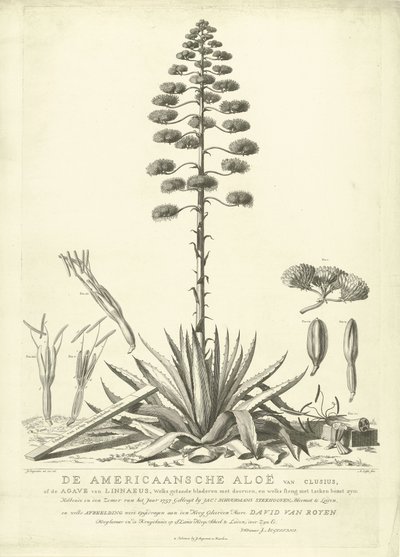 开花的美洲芦荟，1757 年
Clusius 的美洲芦荟或林奈的龙舌兰（......）于 1757 年夏季开花，作者是莱顿的花商 Jac：Schuurmans Stkehooven（标题见实物） 作者 奥古斯蒂尼