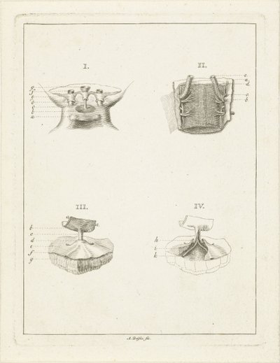 植物横切面 作者 德克·柯伊伯斯