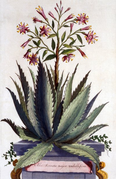芦荟Serrata主要伞形花序，来自&39;Phytographia Curiosa&39;，出版于1702年 作者 亚伯拉罕·蒙廷