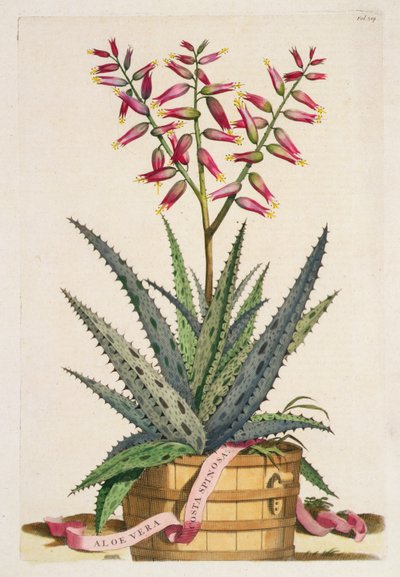 芦荟（Aloe Vera Costa Spinosa），出自《植物志》（Phytographia Curiosa），1702年出版（彩色版画）。 作者 亚伯拉罕·蒙廷
