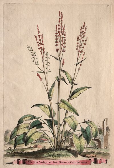 植物检疫：醋栗寻常型朗美丝Campferinus。 作者 亚伯拉罕·蒙廷