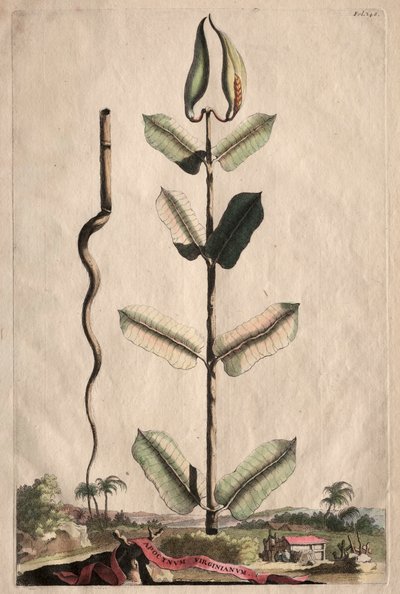 Phytographia好奇：扩频Virginianum。 作者 亚伯拉罕·蒙廷