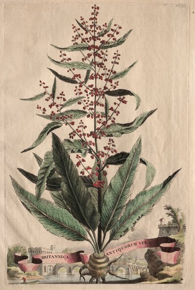 Phytographia好奇：英国千古不变的真理。 作者 亚伯拉罕·蒙廷