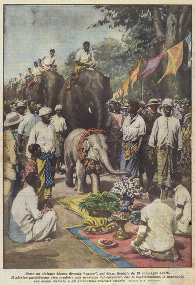 作为一头白象，它在暹罗变得神圣 作者 Achille Beltrame
