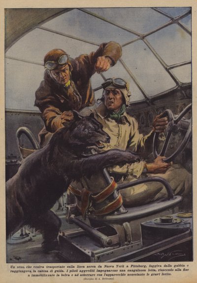 从纽约到匹兹堡的航空公司运输的一只熊正在逃离笼子？ 作者 Achille Beltrame