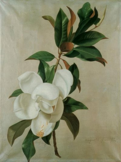 Magnolie 作者 阿道夫·森夫