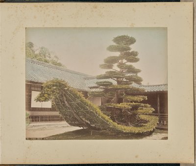 松树，金阁寺 作者 阿道夫·法萨里（Adolfo Farsari）