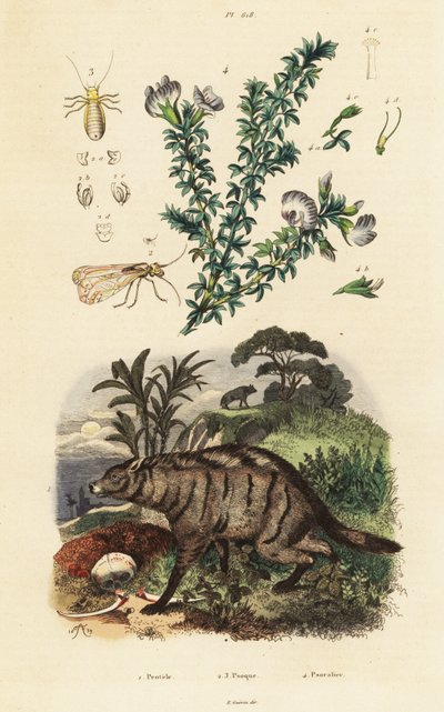Aardwolf、阿拉伯豌豆和虱子。 作者 阿道夫（后）薯条