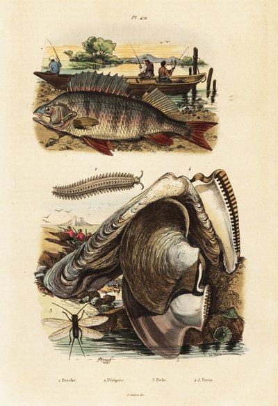 鲈鱼、珍珠贝、丝绒虫和草蜻蛉，1834-1839 年（雕刻） 作者 阿道夫（后）薯条