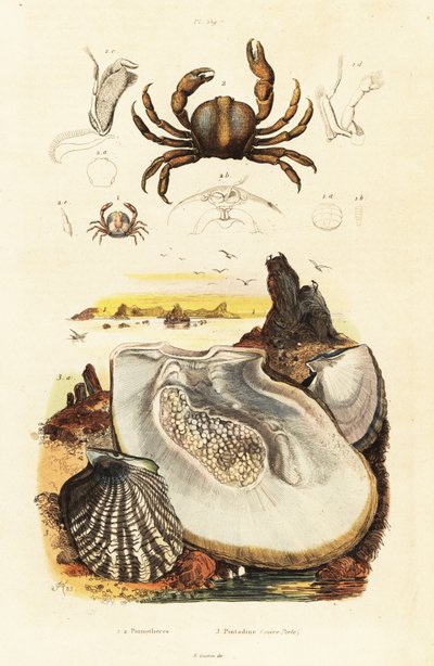针蟹和珍珠牡蛎，1834-1839 年（雕刻） 作者 阿道夫（后）薯条
