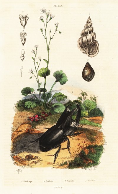 犀牛甲虫、蜗牛和虎耳草。 作者 阿道夫（后）薯条