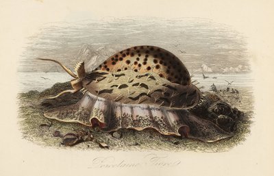 虎贝母、Cypraea tigris 作者 阿道夫（后）薯条