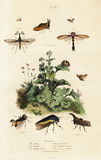 角蝉，1834-1839（雕刻） 作者 Adolph (after) Fries