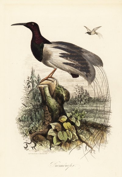 十二线天堂鸟，Seleucidis melanoleucus 作者 阿道夫（后）薯条