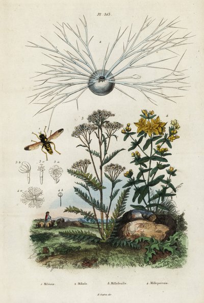 西洋蓍草、圣约翰草、有孔虫和食蚜蝇，1834-1839 年（雕刻） 作者 阿道夫（后）薯条
