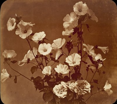[花卉研究，沙龙玫瑰]，约1854年。 作者 阿道夫·布劳恩（Adolphe Braun）
