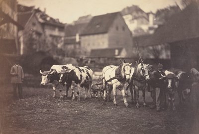 无题的家畜，1850年代。 作者 阿道夫·布劳恩（Adolphe Braun）
