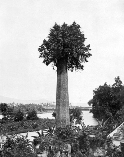树长出老糖庄园烟囱，牙买加，c1905。 作者 阿道夫·杜珀利和儿子