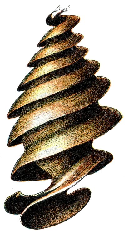 1923年的角鲨（Heterodontus francisci）蛋壳， 作者 阿道夫·菲利普·米洛