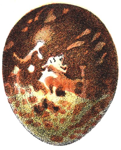 蜂蜜秃的蛋（Pernis apivorus），1923年 作者 阿道夫·菲利普·米洛
