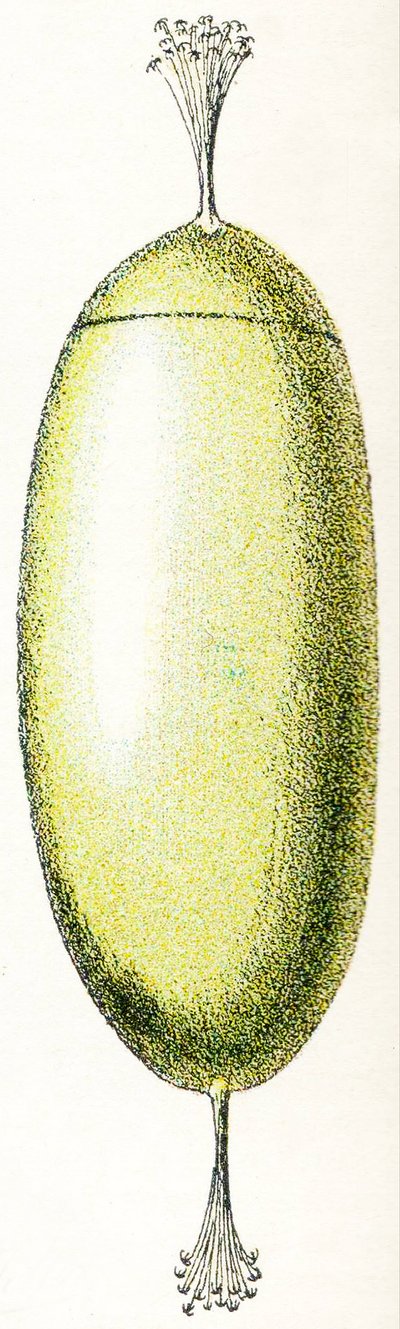 七鳃鳗的蛋，1923年 作者 阿道夫·菲利普·米洛