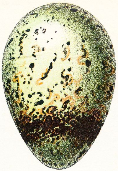 海鸠蛋，1923年 作者 阿道夫·菲利普·米洛