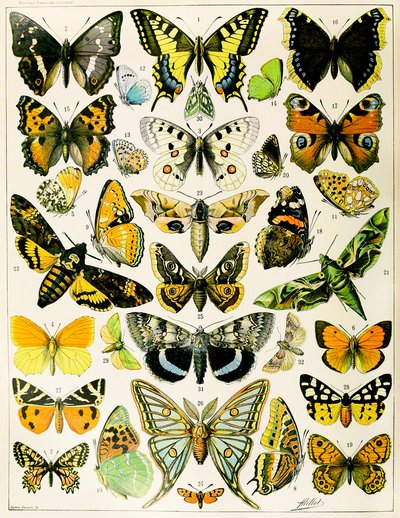 蝴蝶和飞蛾的插图 c.1923（石版画） 作者 阿道夫·菲利普·米洛