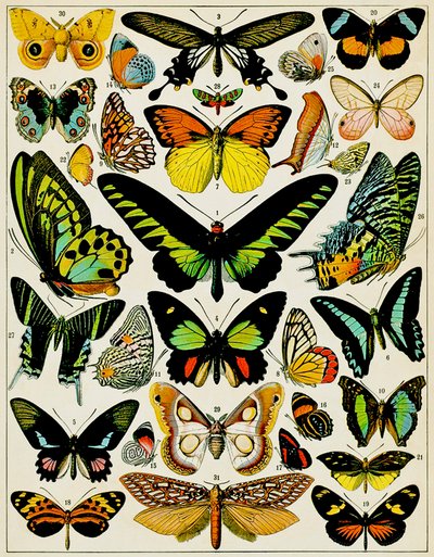 蝴蝶和飞蛾c.1923的例证 作者 Adolphe Philippe Millot