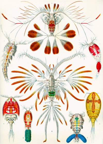 桡足动物的例证，c.1909 作者 阿道夫·菲利普·米洛