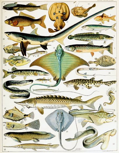 鱼的插图 c.1923（石版画） 作者 阿道夫·菲利普·米洛
