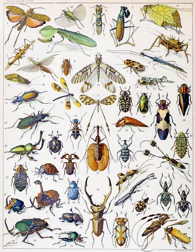 昆虫c.1923的例证 作者 Adolphe Philippe Millot
