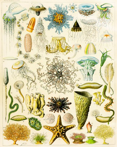 海洋生物的例证c.1923 作者 阿道夫·菲利普·米洛