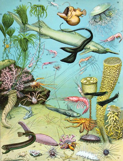 深水生态系统的例证c.1923 作者 阿道夫·菲利普·米洛