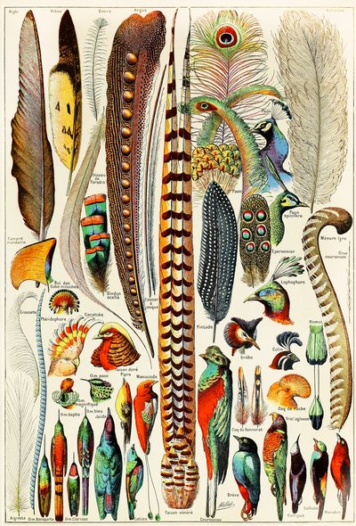 羽毛和鸟c.1923的例证 作者 阿道夫·菲利普·米洛