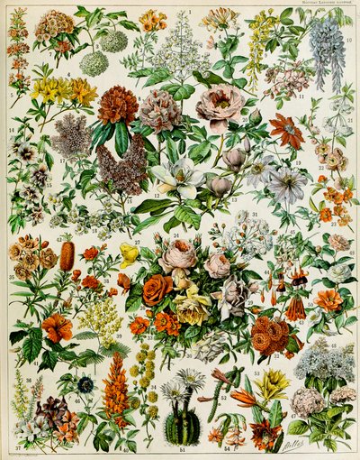 开花植物c.1923的例证 作者 阿道夫·菲利普·米洛