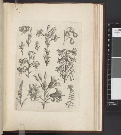 植物插图，"Florilegium ab Hadriano Collaert cælatum et a Philip.Gallæo editum"，安特卫普 作者 Adriaen（之后）Collaert