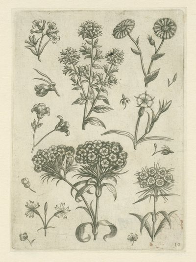 西洋蓍草和其他花卉
花卉》（丛书名） 作者 西奥多·加勒