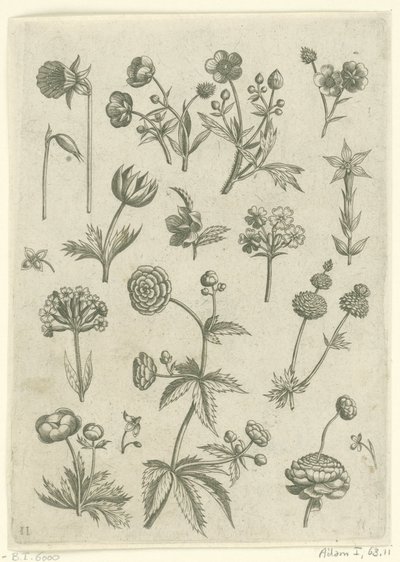 小牡丹、报春花和毛茛
花卉（系列名称） 作者 西奥多·加勒