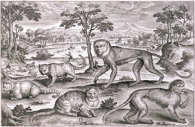 三只猫和两只猴子（雕版画） 作者 阿德里亚恩·科拉特