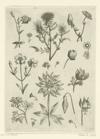 各种花卉，包括水仙和仙客来
花卉（系列名称） 作者 西奥多·加勒