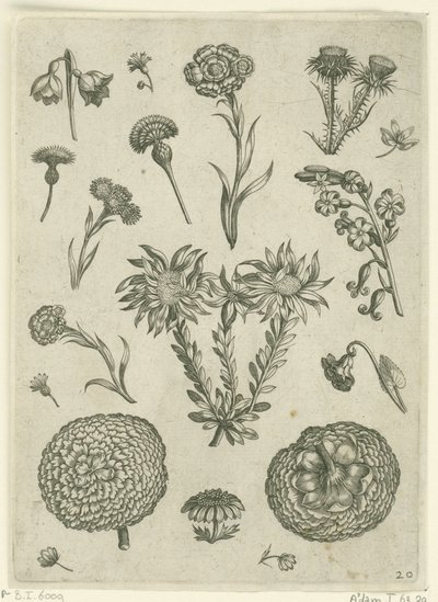 各种花卉，包括菊花和蓟花
花卉（系列名称） 作者 西奥多·加勒