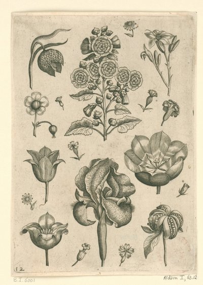 各种花卉，包括鸢尾和紫罗兰
花卉（系列名称） 作者 西奥多·加勒