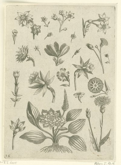 各种花卉，包括喇叭水仙
花卉（系列名称） 作者 西奥多·加勒