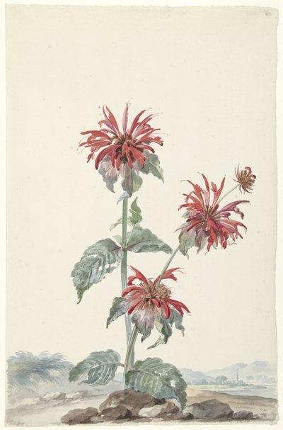 风景中的红佛手柑 作者 Aert Scouman（艺术家签名）