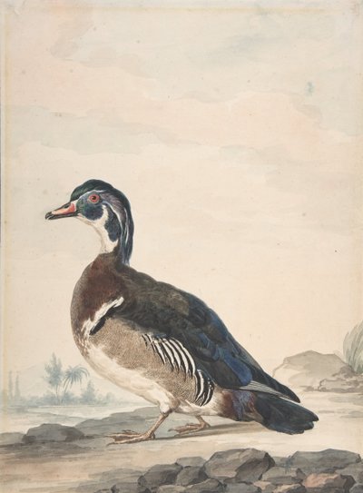 一只鸭子，1725-92。 作者 艾尔特·舒曼
