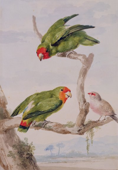 两个红脸爱情鸟和蜡笔，1756年（粉笔，卫生纸和铅笔在纸上） 作者 艾尔特·舒曼