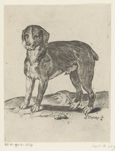 站立狗 作者 阿戈斯蒂诺·卡拉奇（Agostino Carracci）