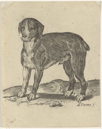 站立狗 作者 阿戈斯蒂诺·卡拉奇（Agostino Carracci）