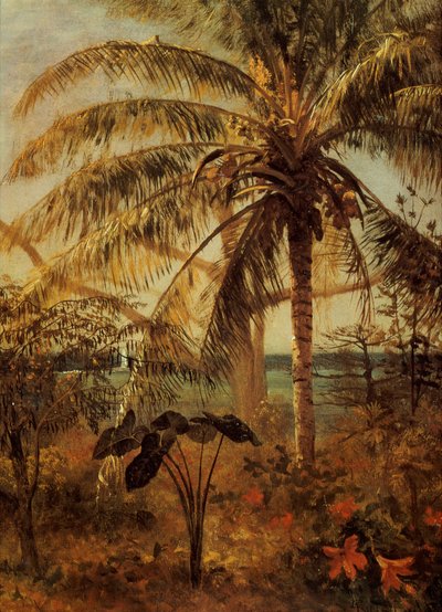 拿骚的棕榈树，1892年 作者 阿尔伯特·比尔施塔特