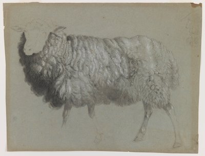 一种母羊的研究，c.1855（灰绿色纸上的石墨，蜡笔和粉笔） 作者 阿尔伯特·比尔施塔特
